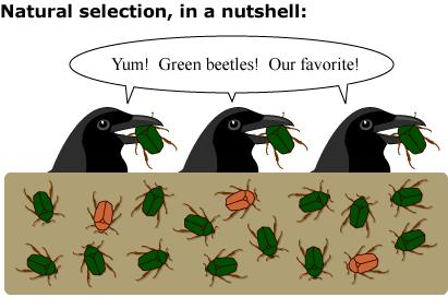 Natural Selection Evolution Example Picture Birds Beetles Insects Color Bark Camouflage See Eat Change Weekly Show