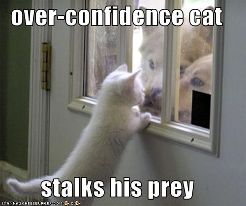 overconfidence-cat.jpg?w=500